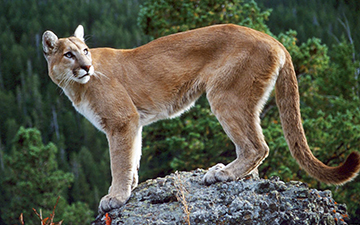Cougar on rock